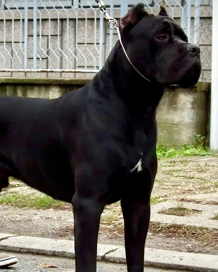 Jaguar Custodi Nos, influential Cane Corso