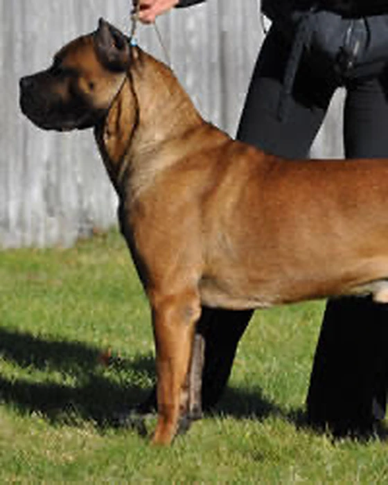 Palermo, influential Cane Corso