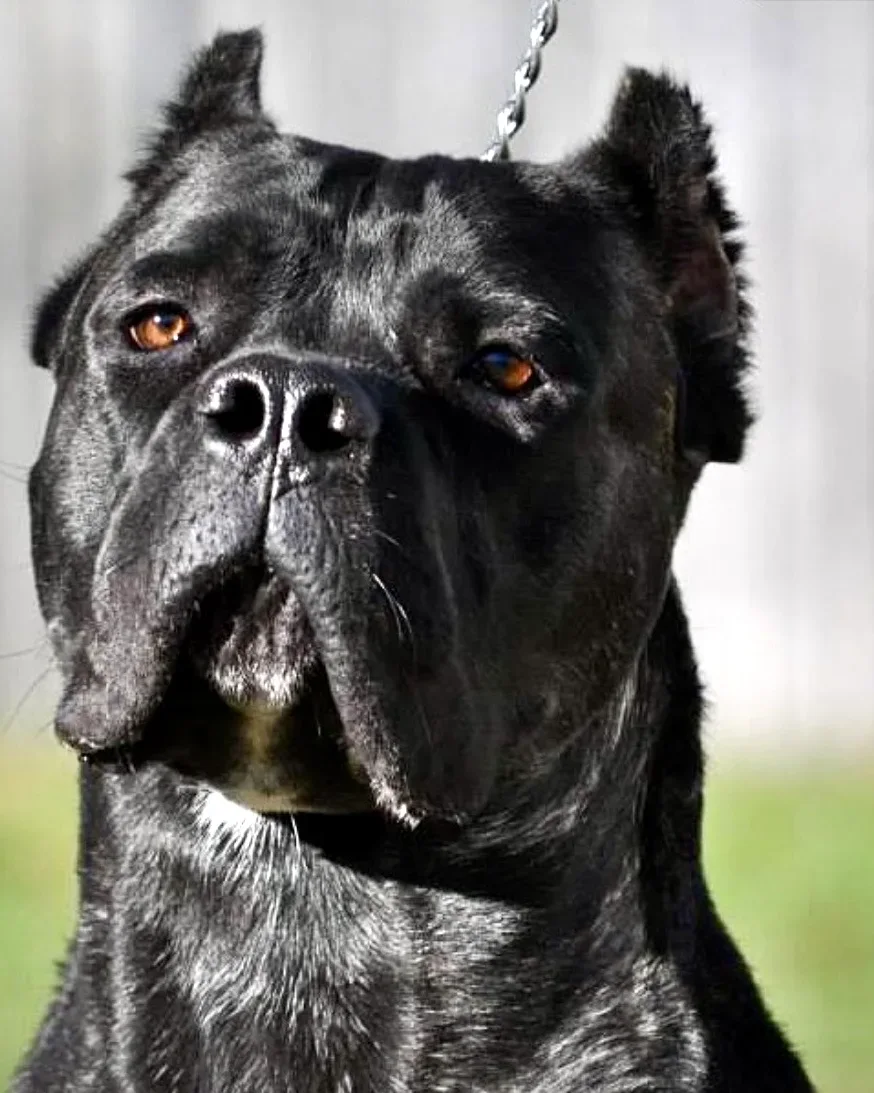 Tazio, influential Cane Corso