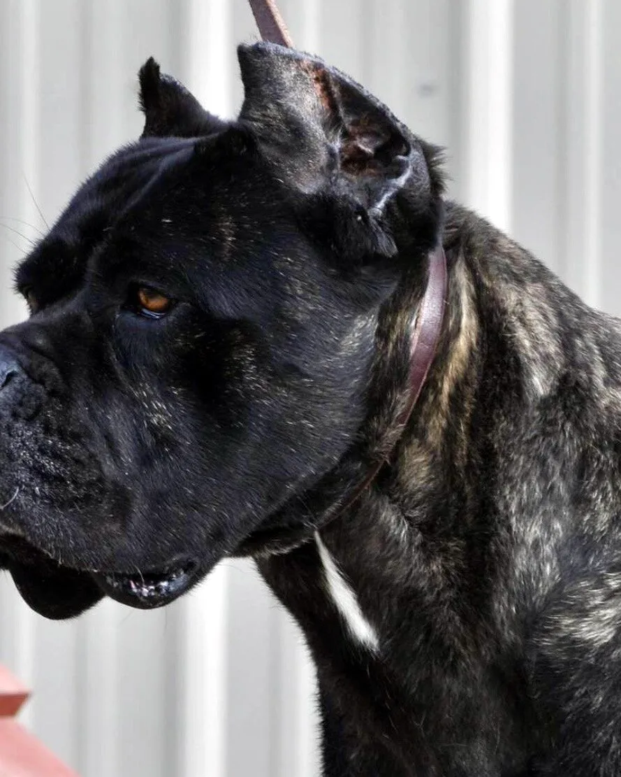 Uiko della Nevaia, influential Cane Corso