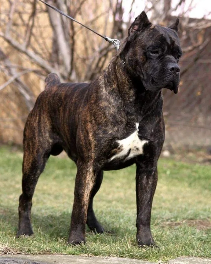 Youngblood Custodi Nos, influential Cane Corso