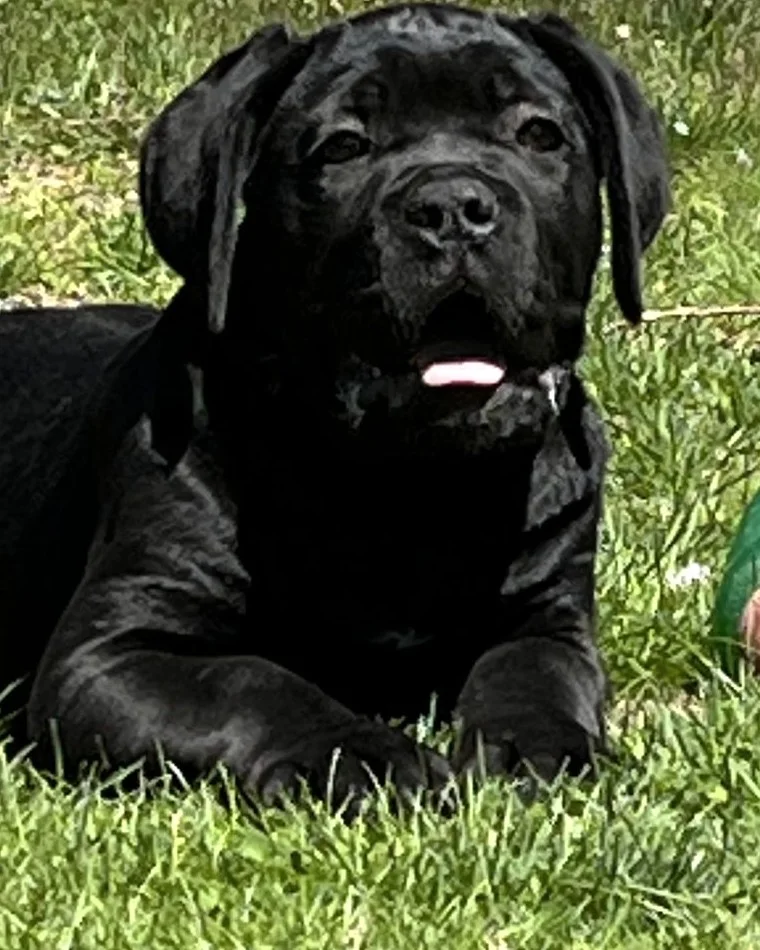 Pearl, female Cane Corso