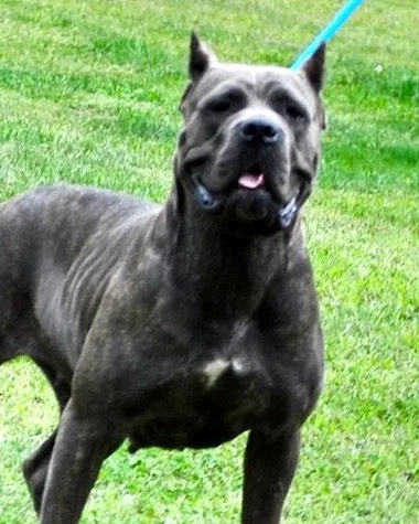 Sienna, female Cane Corso