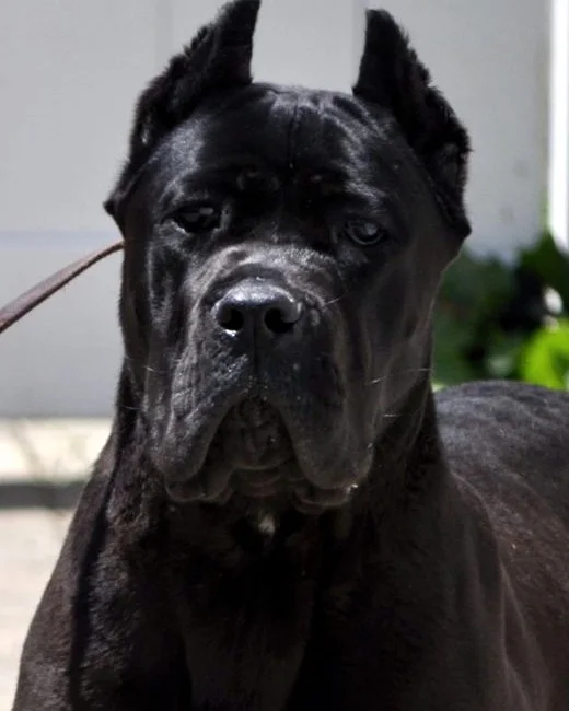 Zora, female Cane Corso