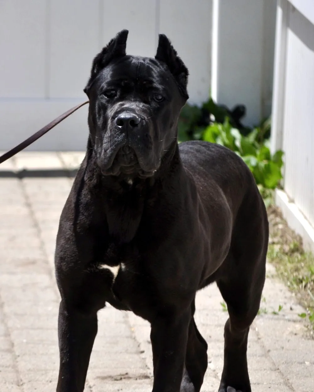 Zora, Vittorio Cane Corso Italiano